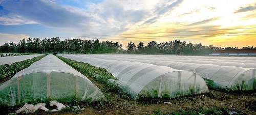 沒出倉庫就發(fā)黃，塑料吹膜如何選擇熒光增白劑？